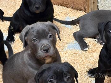 Cane corso