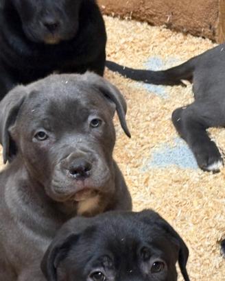 Cane corso