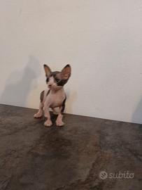 Sphynx