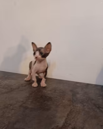 Sphynx