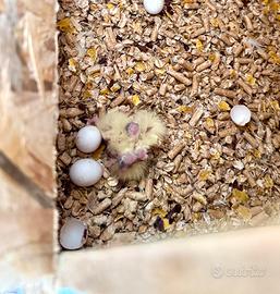 Pulli Calopsite Varie Mutazioni