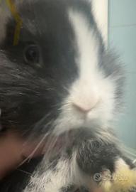 Conigli neri 1mese