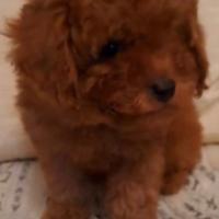 Barboncina toy/mini toy