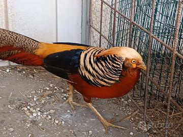 Fagiano dorato rosso maschio