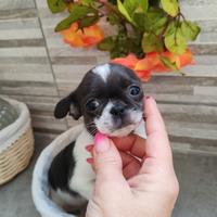Chihuahua femmina