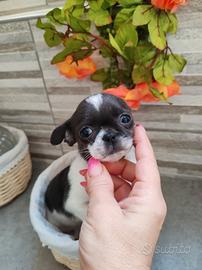 Chihuahua femmina