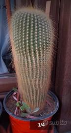 cactus alto cm 40 circa 