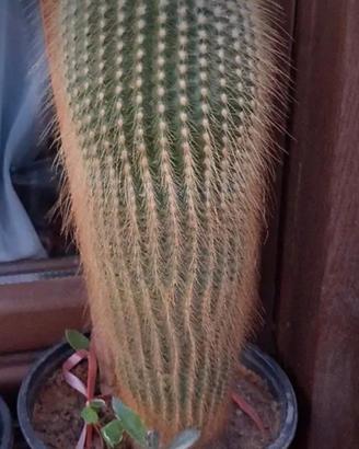 cactus alto cm 40 circa 