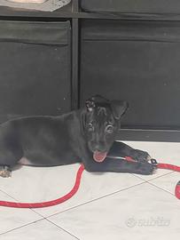 Cuccioli Bull-terrier nero