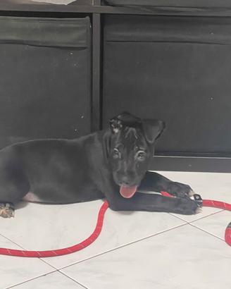 Cuccioli Bull-terrier nero