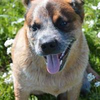 Australian cattle dog disponibile per riproduzion