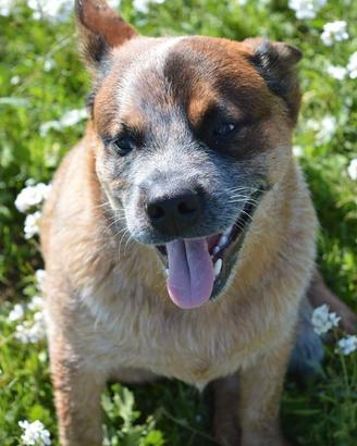 Australian cattle dog disponibile per riproduzion