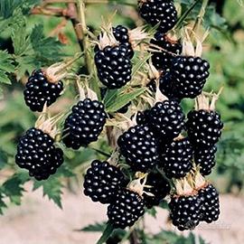 pianta di mora senza spine