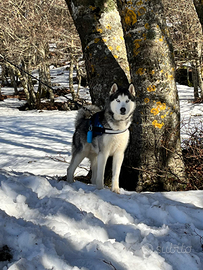 Husky per monta