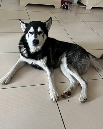 Husky simberian