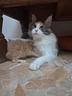 cuccioli-di-gattini-maine-coon-marina-lab