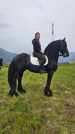 Stallone Frisone super barocco