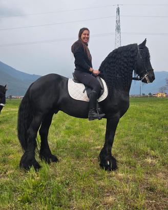 Stallone Frisone super barocco