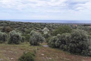 TER. AGRICOLO A POLIGNANO A MARE