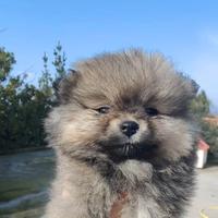 Spitz di pomerania Salerno femmina