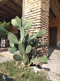 Pianta grassa 