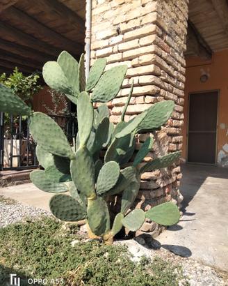 Pianta grassa 