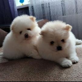 Meravigliosi Spitz toy
