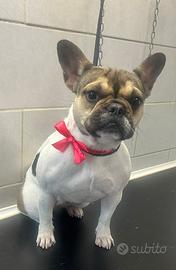 Buldog francese
