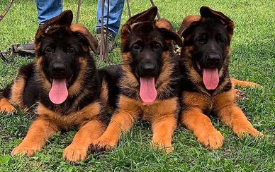 Cuccioli di pastore tedesco allevamento ENCI