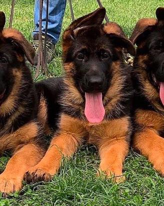 Cuccioli di pastore tedesco allevamento ENCI