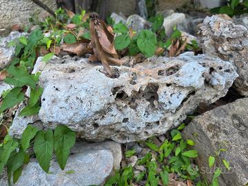 rocce da giardino stock