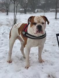 Bulldog americano