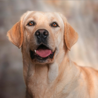 Labrador color miele per accoppiamento