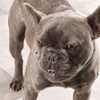 Bouledogue francese