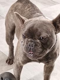 Bouledogue francese
