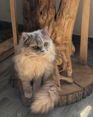 British longhair