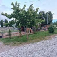 pensioni per cavalli 