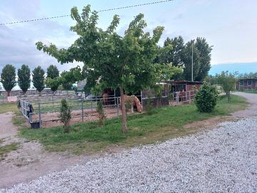 pensioni per cavalli 