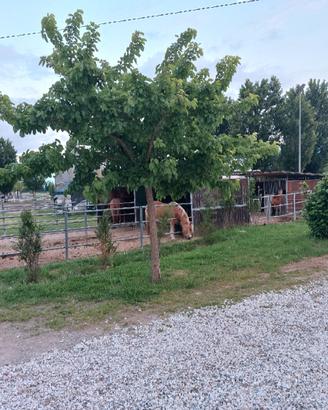 pensioni per cavalli 