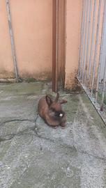 Coniglio femmina