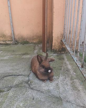 Coniglio femmina
