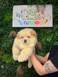Chow Chow femmine