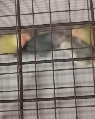 Pappagalli Inseparabili Pulli e Adulti di vari col