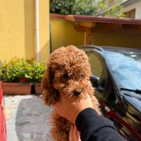 Barboncino Mini Toy Red