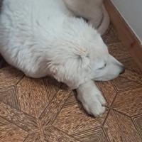 Pastore maremmano abbruzzese