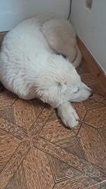 Pastore maremmano abbruzzese