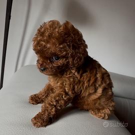 Teacup asiatico, maschio