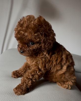 Teacup asiatico, maschio