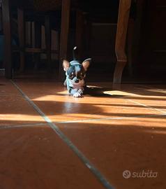 Chihuahua mini toy