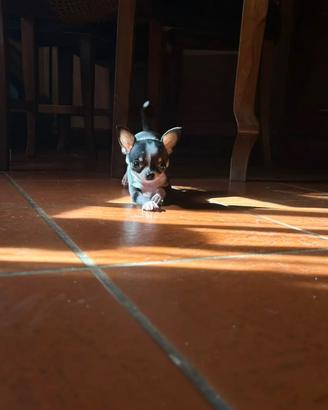 Chihuahua mini toy